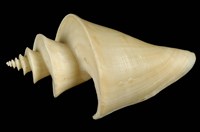 藏品(旋梯螺)的圖片